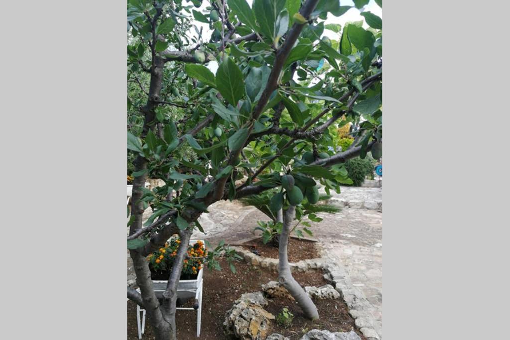 Villa Arenella Βιέστε Εξωτερικό φωτογραφία